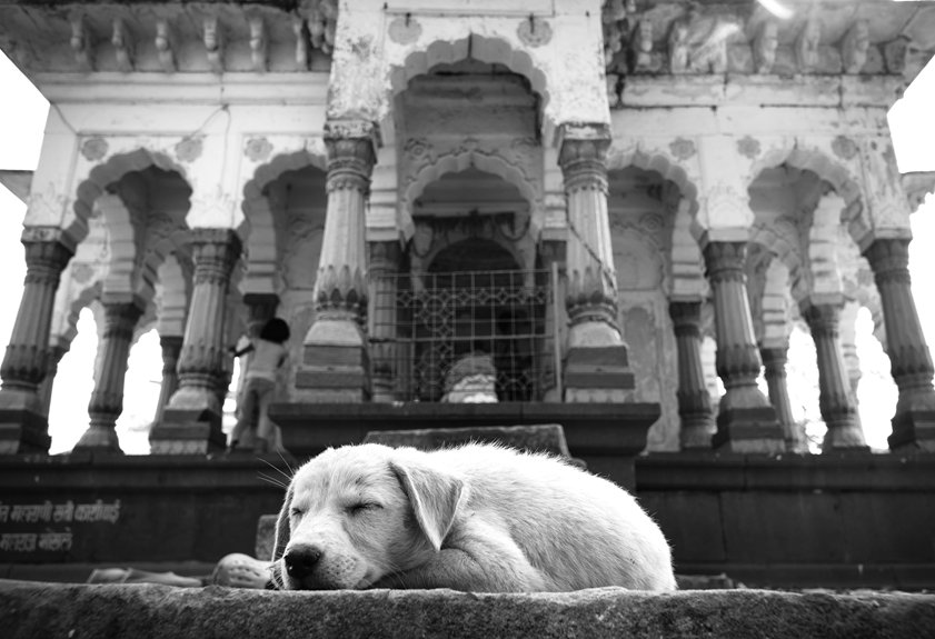शिबा इनु कुत्ते की कीमत भारत में